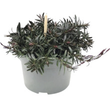 Véronique arbustive avec feuilles foncées et boutons floraux dans un pot en plastique gris.