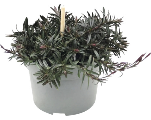 Véronique arbustive avec feuilles foncées et boutons floraux dans un pot en plastique gris.