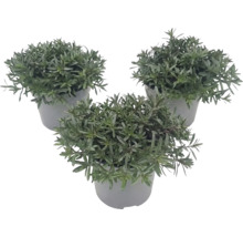 Trois petites plantes vertes dans des pots en plastique gris.