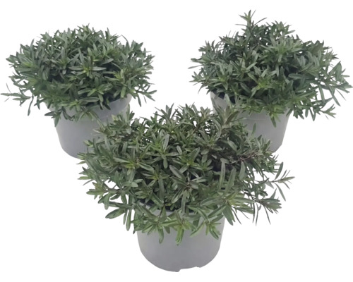 Trois petites plantes vertes dans des pots en plastique gris.