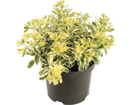 Orpin Sedum avec des feuilles panachées dans un pot en plastique noir.
