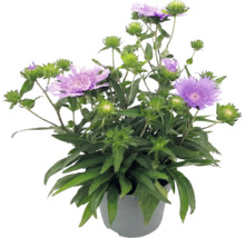 Stokesia laevis en pot avec des fleurs violettes et des feuilles vertes