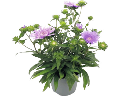 Stokesia laevis en pot avec des fleurs violettes et des feuilles vertes
