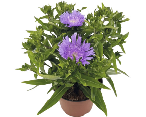 Stokesia laevis en fleur avec des fleurs violettes dans un pot marron.