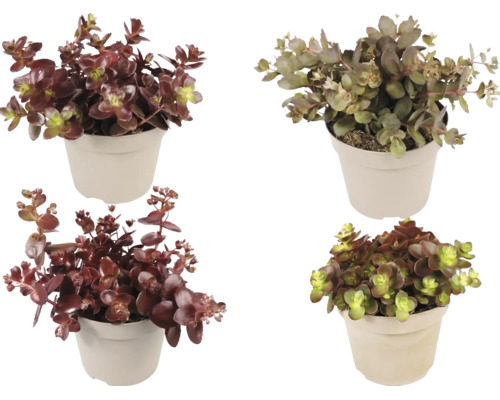 Quatre différentes plantes Sedum en pots plastiques clairs, mélange d'orpins aux feuilles charnues rougeâtres et vertes.
