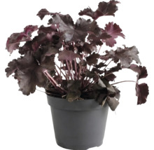 Purpurglöckchen Heuchera mit dunklen Blättern in einem dunkelgrauen Kunststofftopf.