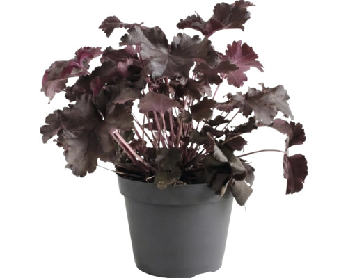 Purpurglöckchen Heuchera mit dunklen Blättern in einem dunkelgrauen Kunststofftopf.