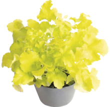 Heuchère Heuchera avec des feuilles vert clair dans un pot gris.