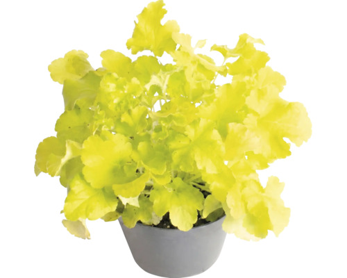 Heuchère Heuchera avec des feuilles vert clair dans un pot gris.