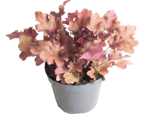 Purpurglöckchen Heuchera mit pfirsichfarbenen Blättern im grauen Kunststofftopf.