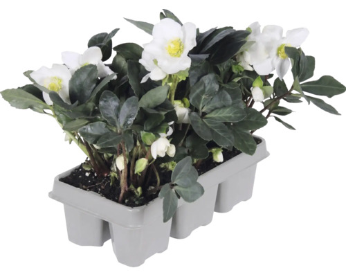Rose de Noël (Helleborus niger) dans un plateau de transport gris, avec des fleurs blanches et des feuilles vert foncé.