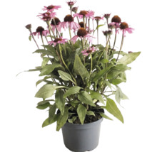 Échinacée pourpre avec fleurs roses et feuilles vertes dans un pot gris.