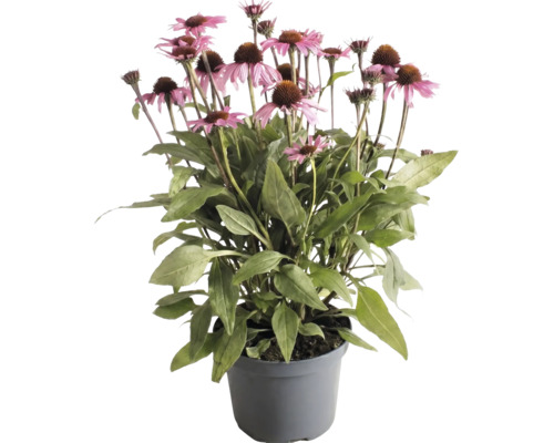 Échinacée pourpre avec fleurs roses et feuilles vertes dans un pot gris.