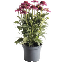 Sonnenhut Echinacea im grauen Kunststofftopf mit rosa Blüten und grünen Blättern.