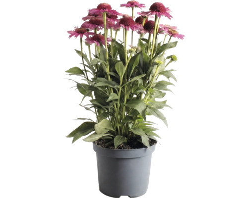 Échinacée dans un pot en plastique gris avec des fleurs roses et des feuilles vertes.