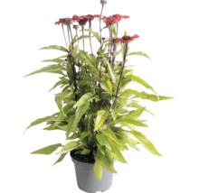 Echinacée pourpre avec des fleurs rouges et des feuilles vertes dans un pot en plastique gris.