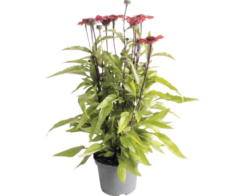 Echinacée pourpre avec des fleurs rouges et des feuilles vertes dans un pot en plastique gris.