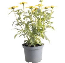 Echinacée jaune dans un pot en plastique gris