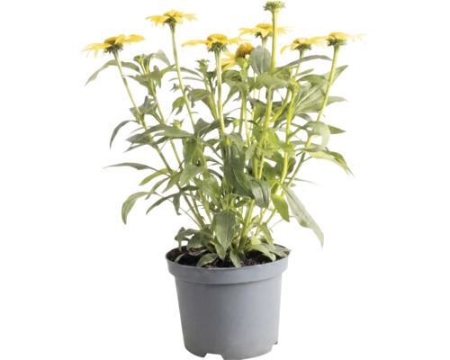Echinacée jaune dans un pot en plastique gris