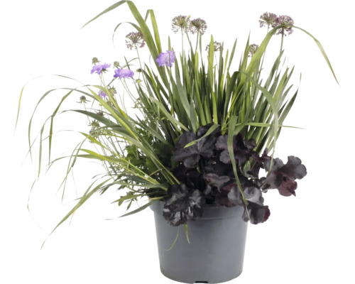 Arrangement de plantes en pot gris avec fleurs violettes, feuillage sombre et herbes hautes pour la décoration du jardin et du balcon.