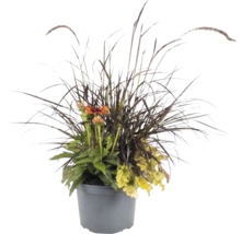 Arrangement de plantes d'automne en pot gris avec graminée foncée, fleurs orange et feuilles vert clair.