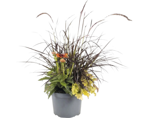 Arrangement de plantes d'automne en pot gris avec graminée foncée, fleurs orange et feuilles vert clair.