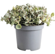 Plante Kalanchoé aux feuilles rondes et charnues dans un pot en plastique gris