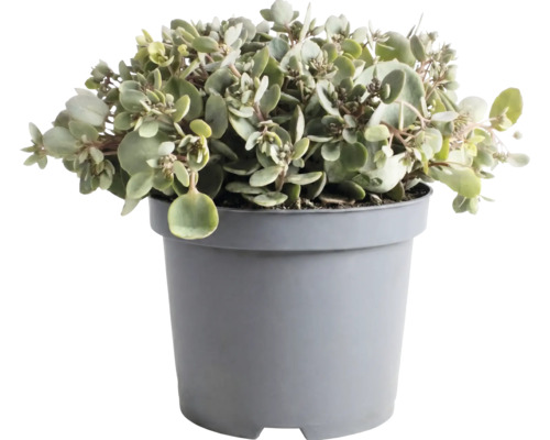 Plante Kalanchoé aux feuilles rondes et charnues dans un pot en plastique gris