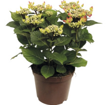 Hortensie mit Blütenknospen im Pflanztopf