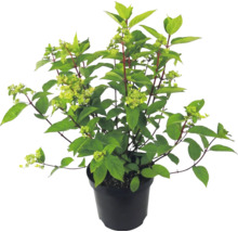 Rispenhortensie am schwaarze Planzendëppen mat grénge Blieder a Knospen.