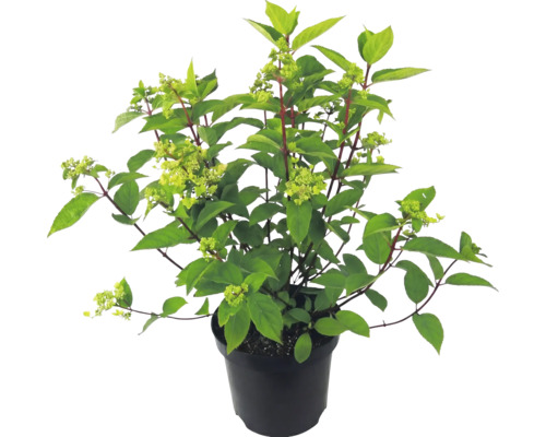 Rispenhortensie am schwaarze Planzendëppen mat grénge Blieder a Knospen.