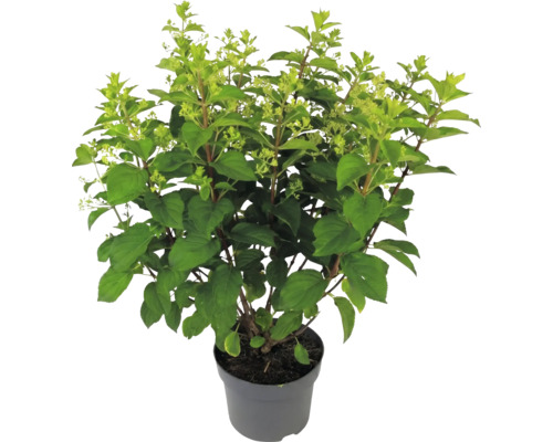Rispenhortensie Hydrangea paniculata am Dëppen mat grénge Blieder a Knospen.