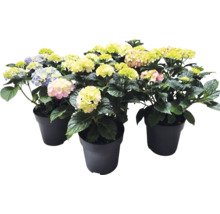 Hortensias en pots noirs avec des fleurs de couleurs variées.