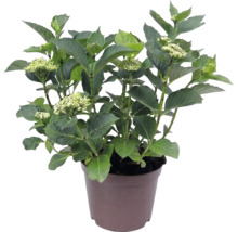 Hortensia Hydrangea macrophylla avec feuilles vertes et bourgeons dans un pot en plastique brun.