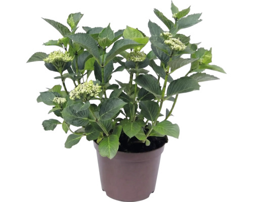 Hortensia Hydrangea macrophylla avec feuilles vertes et bourgeons dans un pot en plastique brun.