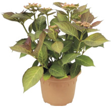 Hortensia Hydrangea macrophylla en pot en plastique avec feuilles vertes et premiers bourgeons floraux.
