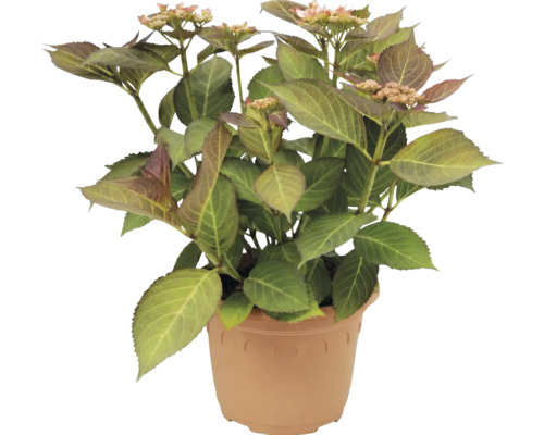 Hortensia Hydrangea macrophylla en pot en plastique avec feuilles vertes et premiers bourgeons floraux.