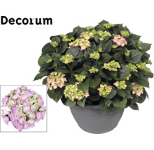 Hortensia en pot avec des fleurs rose-vert, Decorum Logo.