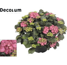Hortensia avec fleurs roses et feuilles vertes en pot. Logo Decorum.