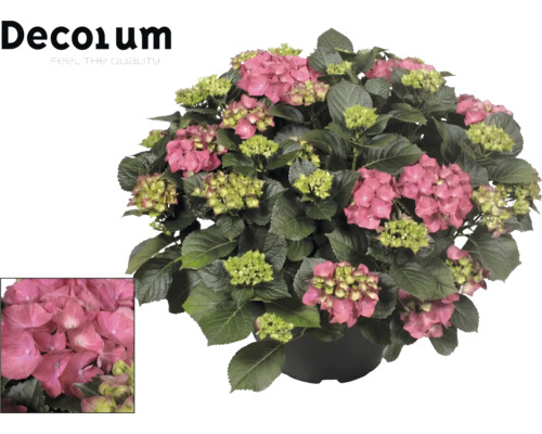 Hortensia avec fleurs roses et feuilles vertes en pot. Logo Decorum.