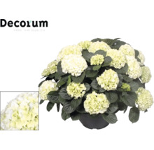 Hortensia blanc en pot avec de grandes têtes florales et des feuilles vert foncé. Logo Decorum en haut à gauche. Gros plan des fleurs en bas.