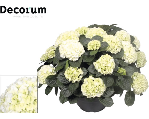 Hortensia blanc en pot avec de grandes têtes florales et des feuilles vert foncé. Logo Decorum en haut à gauche. Gros plan des fleurs en bas.