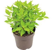 Plante de jardin verte dans un pot en plastique brun.