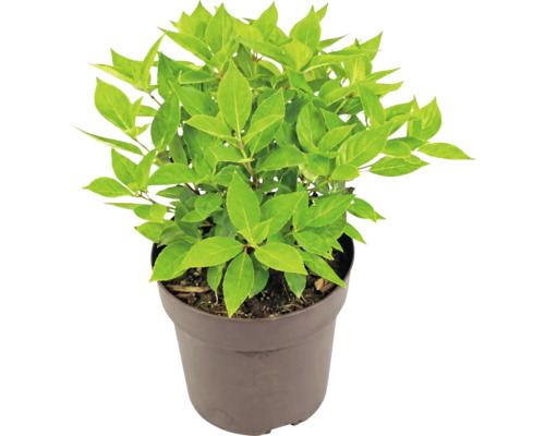 Plante de jardin verte dans un pot en plastique brun.