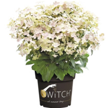 Hortensia paniculé Switch dans un pot avec des fleurs claires et des feuilles vertes.