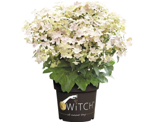 Rispenhortensie Switch im Pflanztopf mit hellen Blüten und grünen Blättern.