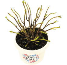 Hortensia Diva Fiore en pot avec des bourgeons sur les branches.