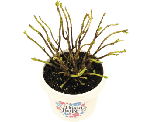 Hortensia Diva Fiore en pot avec des bourgeons sur les branches.