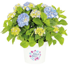 Hortensia Diva Fiore avec fleurs bleues et jaunes dans un pot blanc avec Diva Fiore Logo.