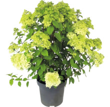 Hortensia paniculé Hydrangea paniculata avec des fleurs vert clair dans un pot de fleurs
